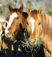 vendita Fieni depolverati novara